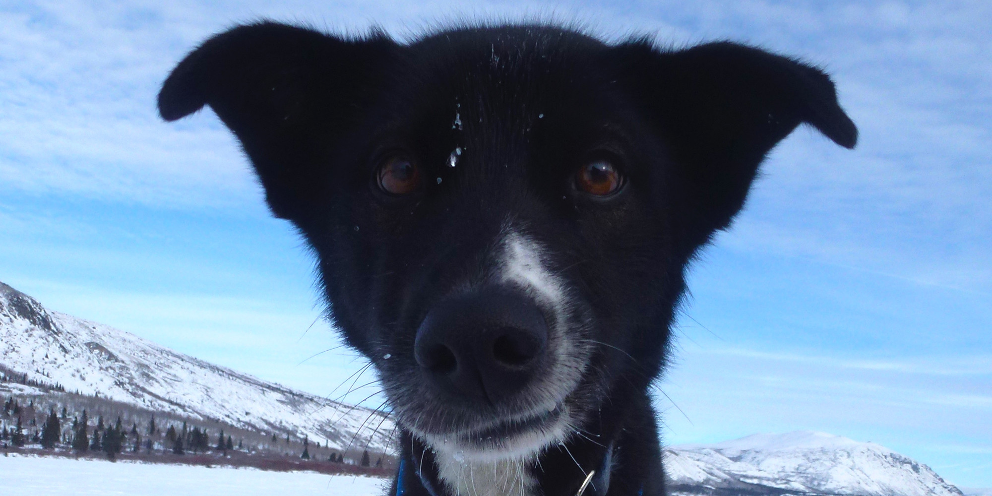 Into the Wild Adventures, dog sledding tours and winter adventures in the Yukon Territory, Canada - Mushing 101